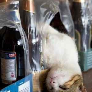 Obrázek 'kocka&nbsp;pivo&nbsp;opica'