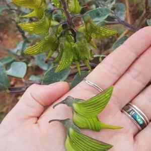 Obrázek 'kolibricii'