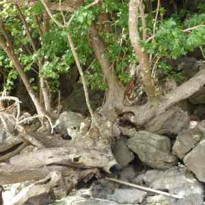 Obrázek 'kolko&nbsp;opic&nbsp;je&nbsp;na&nbsp;obrazku'