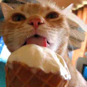 Obrázek 'konzerva&nbsp;to&nbsp;neni&nbsp;ale&nbsp;i&nbsp;tak&nbsp;gut'