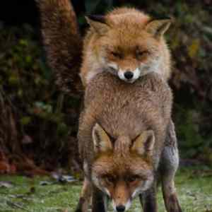 Obrázek 'kopirovani firefoxu'