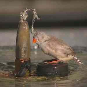 Obrázek 'koupel&nbsp;ptaka'