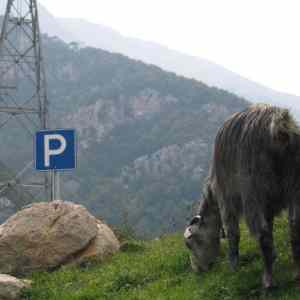 Obrázek 'kozi parking'
