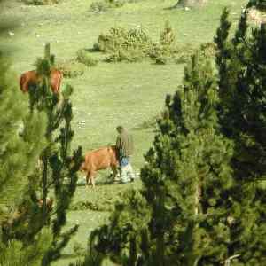 Obrázek 'kravi&nbsp;inflagranti'