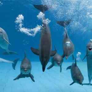 Obrázek 'kterej delfin videl dnes Rouming'