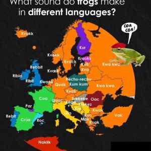 Obrázek 'kunk&nbsp;kunk'