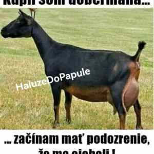 Obrázek 'kupil som dobermana'