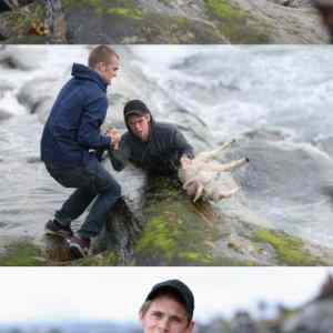 Obrázek 'lamb rescue'