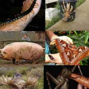 Obrázek 'large animals res'