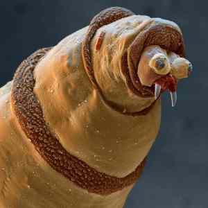Obrázek 'larva bzucivky rudohlave'