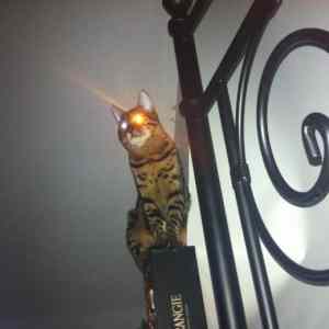 Obrázek 'laser cat '