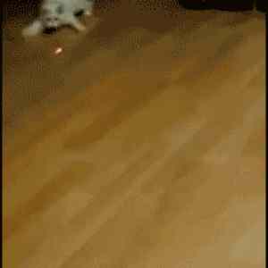 Obrázek 'laser dot cat'