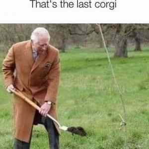 Obrázek 'last corgi'