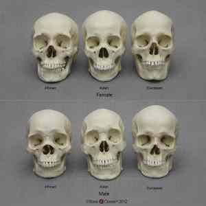 Obrázek 'lebky hominidu'