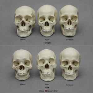 Obrázek 'lebky hominidu'