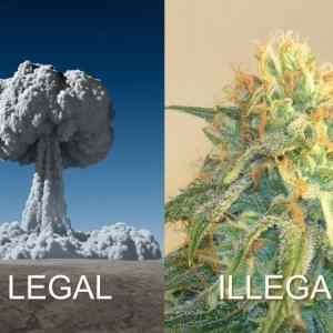 Obrázek 'legal-atomic-bomb-illegal-cannabis-marijuan-hemp-bud-weed'