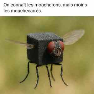 Obrázek 'les moucherons'