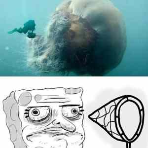 Obrázek 'lets go jellyfishing'