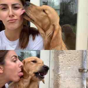 Obrázek 'lick a doggo'