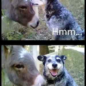 Obrázek 'lick&nbsp;lick&nbsp;540'