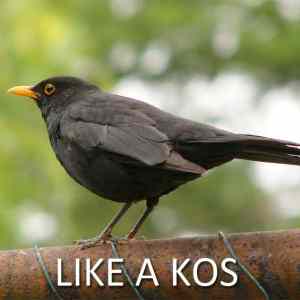 Obrázek 'like-a-kos'