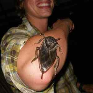 Obrázek 'little&nbsp;bug'