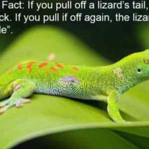 Obrázek 'lizard fact'