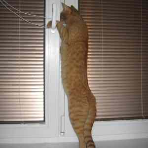 Obrázek 'long cat real no fotoshop'