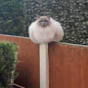 Obrázek 'macke pre modusa'