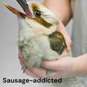 Obrázek 'make kookaburra flying again'