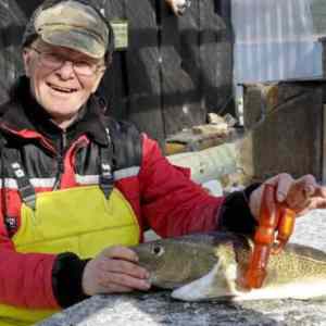 Obrázek 'man finds dildo in cods stomach'