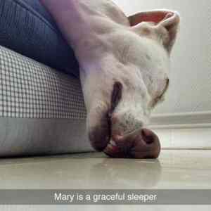 Obrázek 'mary is a graceful sleeper'