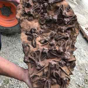 Obrázek 'matrix fossils'