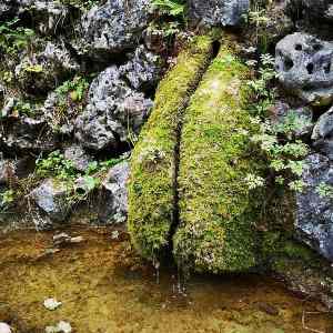 Obrázek 'mechem&nbsp;obrostla'