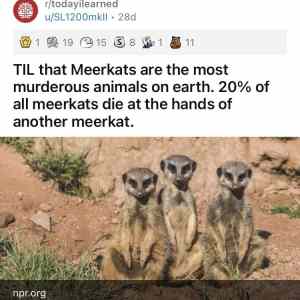 Obrázek 'meere cat'