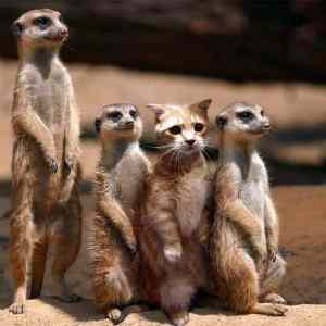 Obrázek 'meerkats are looong. wait'