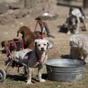 Obrázek 'mexico dog sanctuary'