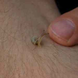 Obrázek 'mikro snail'