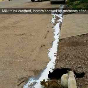 Obrázek 'milk truck crashed'