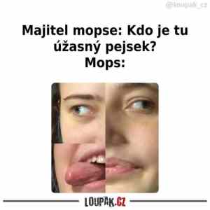 Obrázek 'mobsici'