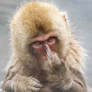 Obrázek 'monkey-fy'