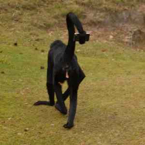 Obrázek 'monkeyass selfphoto'