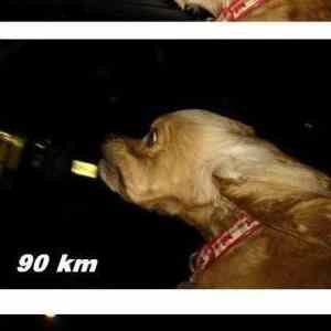 Obrázek 'more dog speed'