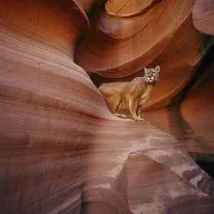 Obrázek 'mountain lion from Arizona'