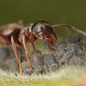 Obrázek 'mravenci pochutka'
