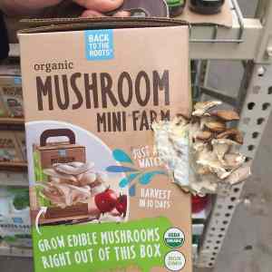 Obrázek 'mushroom mini farm'