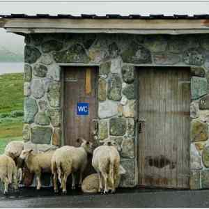 Obrázek 'musime&nbsp;curat'