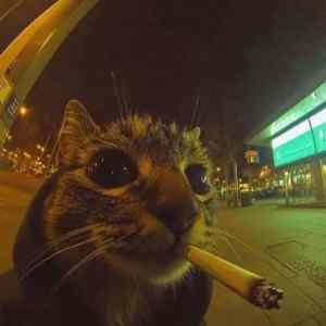 Obrázek 'my&nbsp;koroptve&nbsp;vam&nbsp;na&nbsp;ty&nbsp;zakazy&nbsp;kasleme'