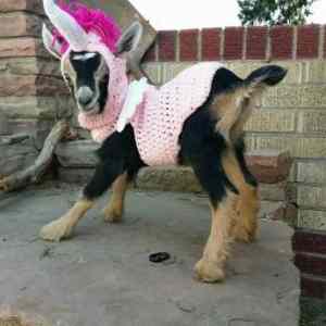 Obrázek 'my little goat    '