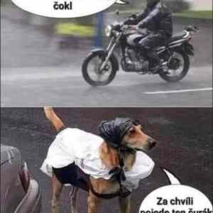 Obrázek 'na pejska si neprijde'